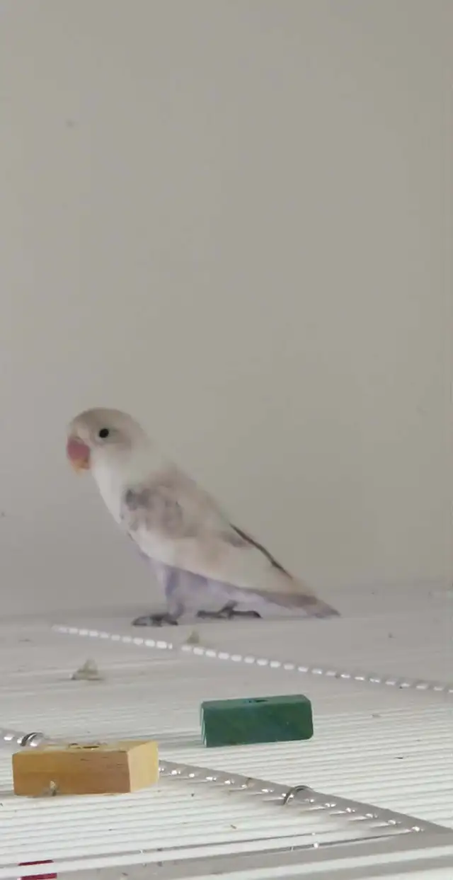 PLUSIEURS OISEAUX INSÉPARABLES AVEC OU SANS CAGES SEMI APPRIVOIS - Photo 4