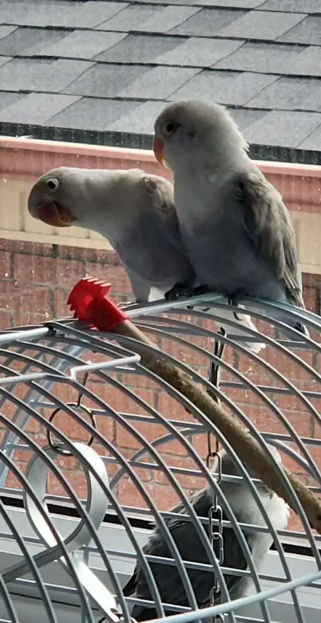 PLUSIEURS OISEAUX INSÉPARABLES AVEC OU SANS CAGES SEMI APPRIVOIS - Photo 5