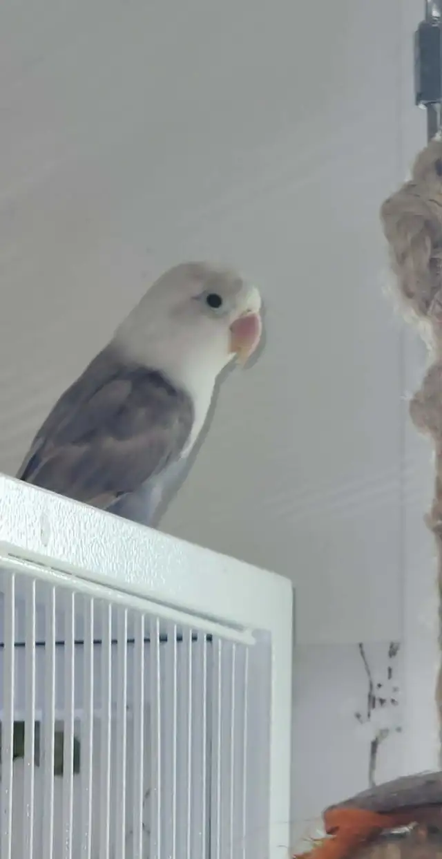 PLUSIEURS OISEAUX INSÉPARABLES AVEC OU SANS CAGES SEMI APPRIVOIS - Photo 6