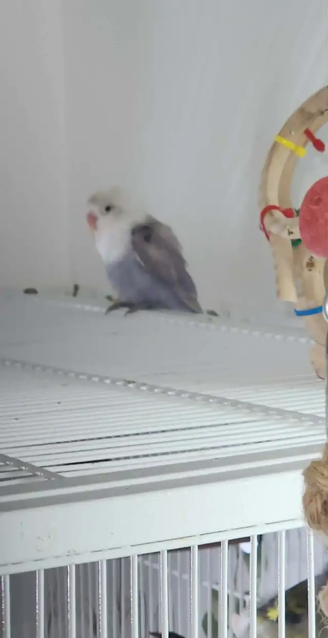 PLUSIEURS OISEAUX INSÉPARABLES AVEC OU SANS CAGES SEMI APPRIVOIS - Photo 7