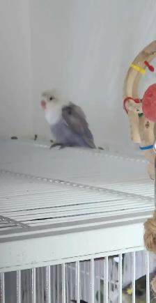 PLUSIEURS OISEAUX INSÉPARABLES AVEC OU SANS CAGES SEMI APPRIVOIS - Photo 7