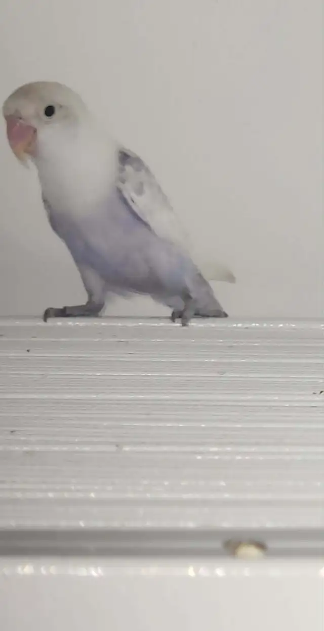 PLUSIEURS OISEAUX INSÉPARABLES AVEC OU SANS CAGES SEMI APPRIVOIS - Photo 8