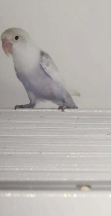 PLUSIEURS OISEAUX INSÉPARABLES AVEC OU SANS CAGES SEMI APPRIVOIS - Photo 8