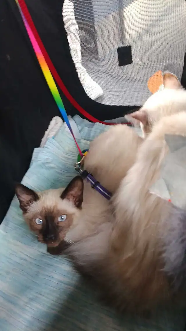 NEED A HOME ASAP