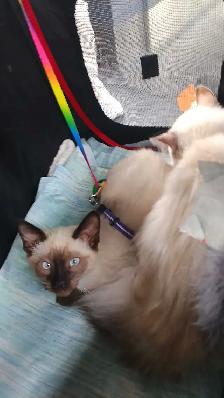 NEED A HOME ASAP