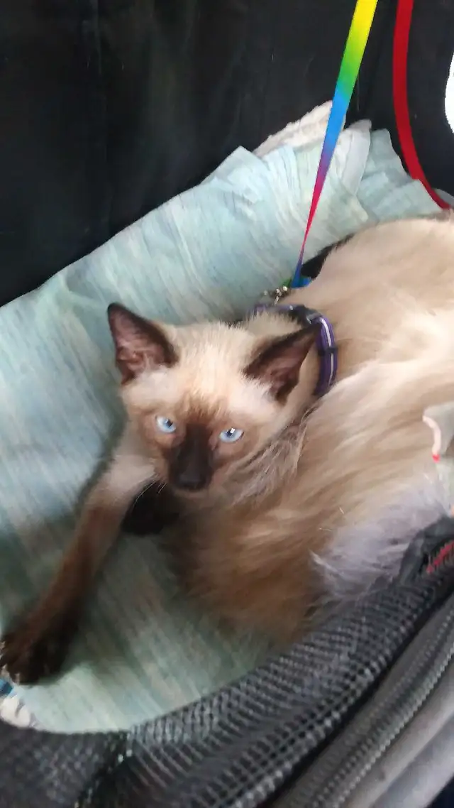 NEED A HOME ASAP - Photo 2