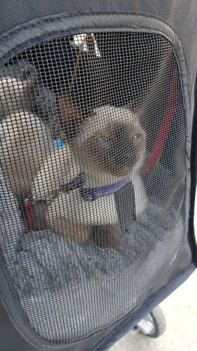 NEED A HOME ASAP - Photo 4