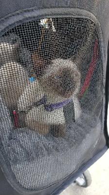 NEED A HOME ASAP - Photo 4