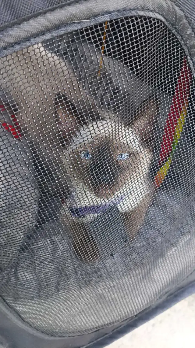 NEED A HOME ASAP - Photo 5