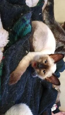 NEED A HOME ASAP - Photo 7