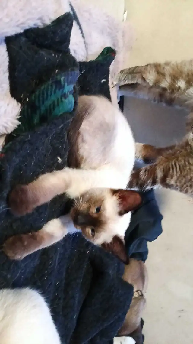 NEED A HOME ASAP - Photo 8