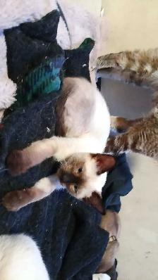 NEED A HOME ASAP - Photo 8