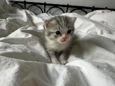 cat kitten/chat chaton&nbsp.