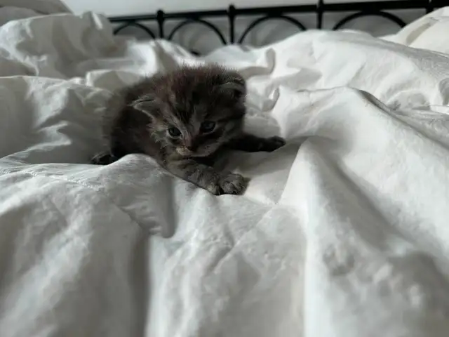 cat kitten/chat chaton&nbsp. - Photo 2