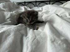 cat kitten/chat chaton&nbsp. - Photo 2