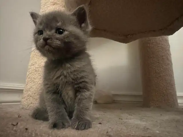 cat kitten/chat chaton&nbsp. - Photo 4