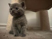 cat kitten/chat chaton&nbsp. - Photo 4