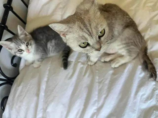 cat kitten/chat chaton&nbsp. - Photo 5