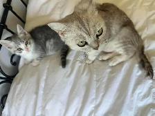 cat kitten/chat chaton&nbsp. - Photo 5