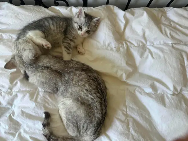 cat kitten/chat chaton&nbsp. - Photo 6