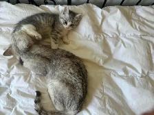 cat kitten/chat chaton&nbsp. - Photo 6