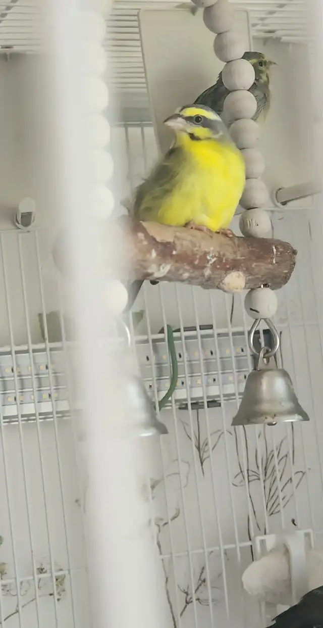 PLUSIEURS OISEAUX BEC DROITS À VENDRE PAS CHER