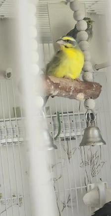 PLUSIEURS OISEAUX BEC DROITS À VENDRE PAS CHER