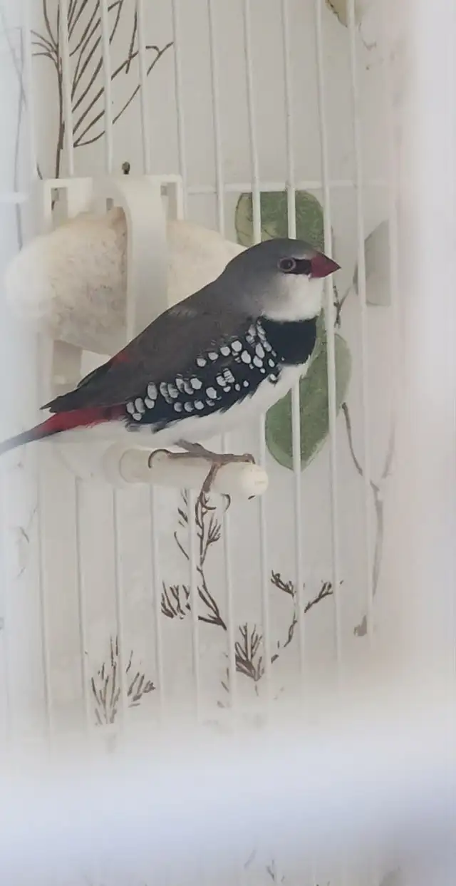 PLUSIEURS OISEAUX BEC DROITS À VENDRE PAS CHER - Photo 2