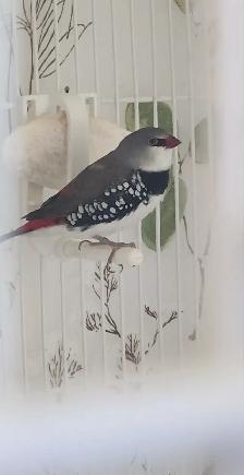 PLUSIEURS OISEAUX BEC DROITS À VENDRE PAS CHER - Photo 2