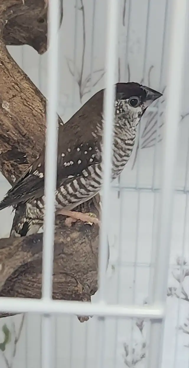 PLUSIEURS OISEAUX BEC DROITS À VENDRE PAS CHER - Photo 3