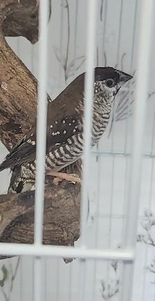 PLUSIEURS OISEAUX BEC DROITS À VENDRE PAS CHER - Photo 3