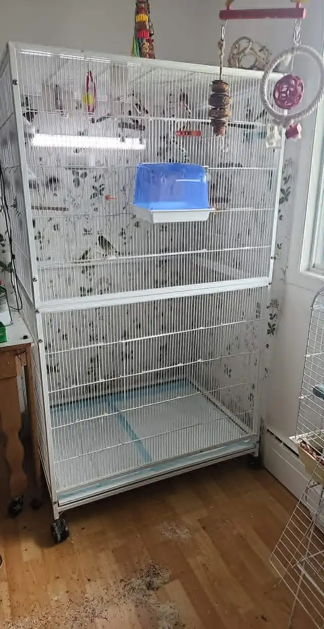PLUSIEURS OISEAUX BEC DROITS À VENDRE PAS CHER - Photo 4