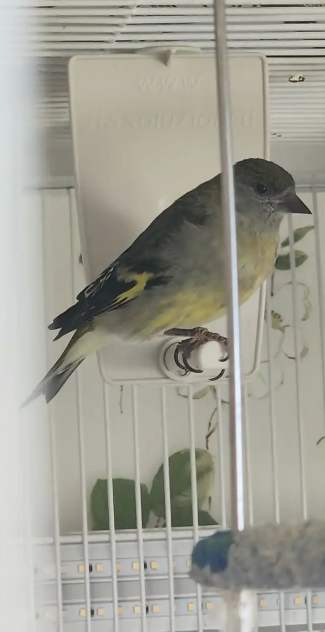 PLUSIEURS OISEAUX BEC DROITS À VENDRE PAS CHER - Photo 5