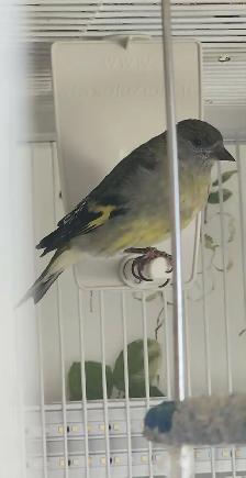 PLUSIEURS OISEAUX BEC DROITS À VENDRE PAS CHER - Photo 5