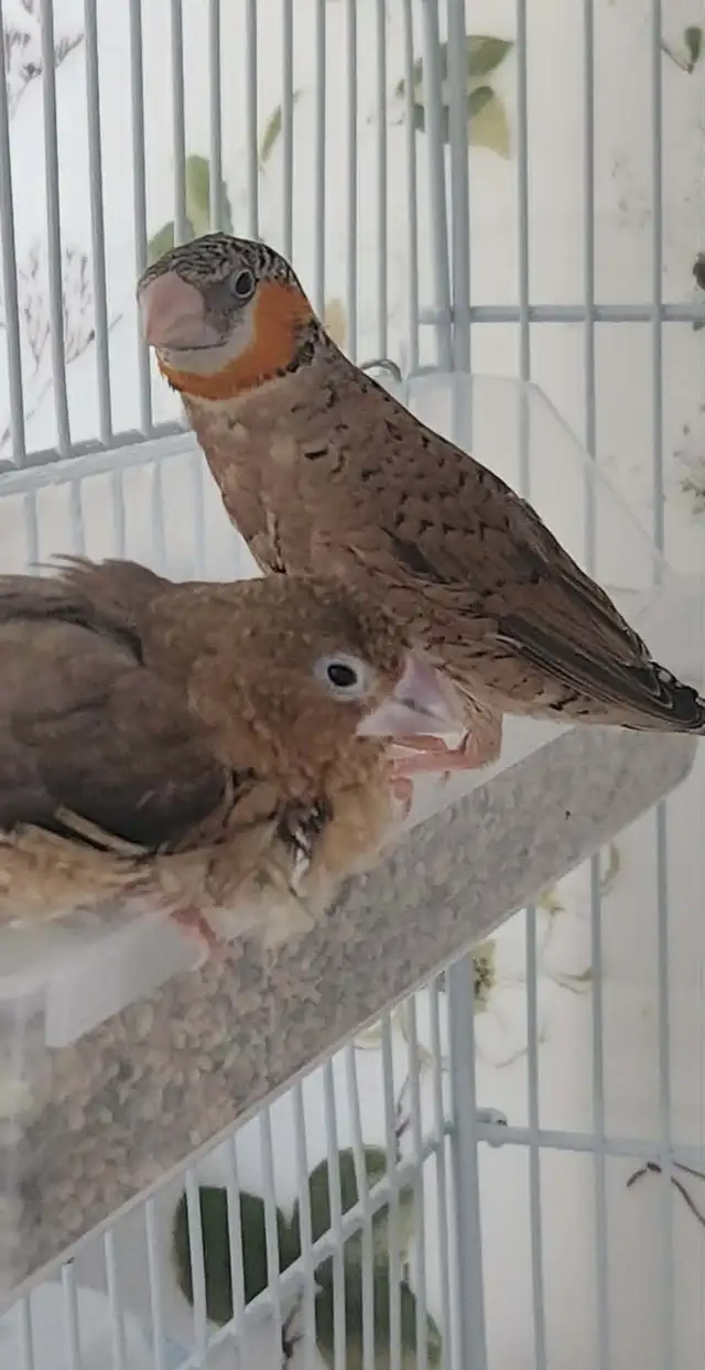 PLUSIEURS OISEAUX BEC DROITS À VENDRE PAS CHER - Photo 6