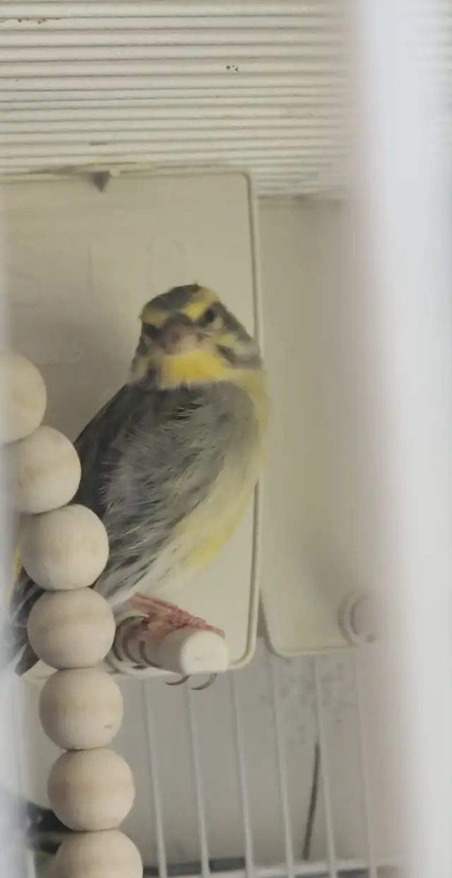 PLUSIEURS OISEAUX BEC DROITS À VENDRE PAS CHER - Photo 7