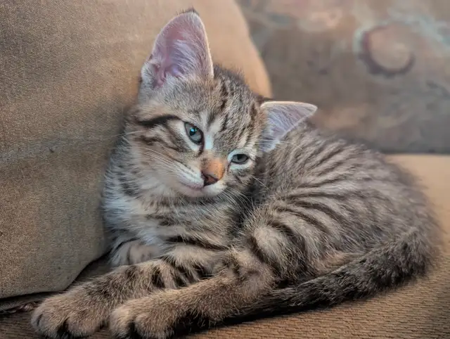 KITTENS Needing Forever Homes