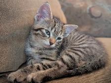 KITTENS Needing Forever Homes