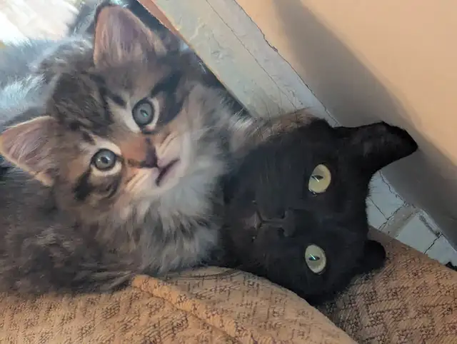 KITTENS Needing Forever Homes - Photo 2