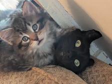 KITTENS Needing Forever Homes - Photo 2