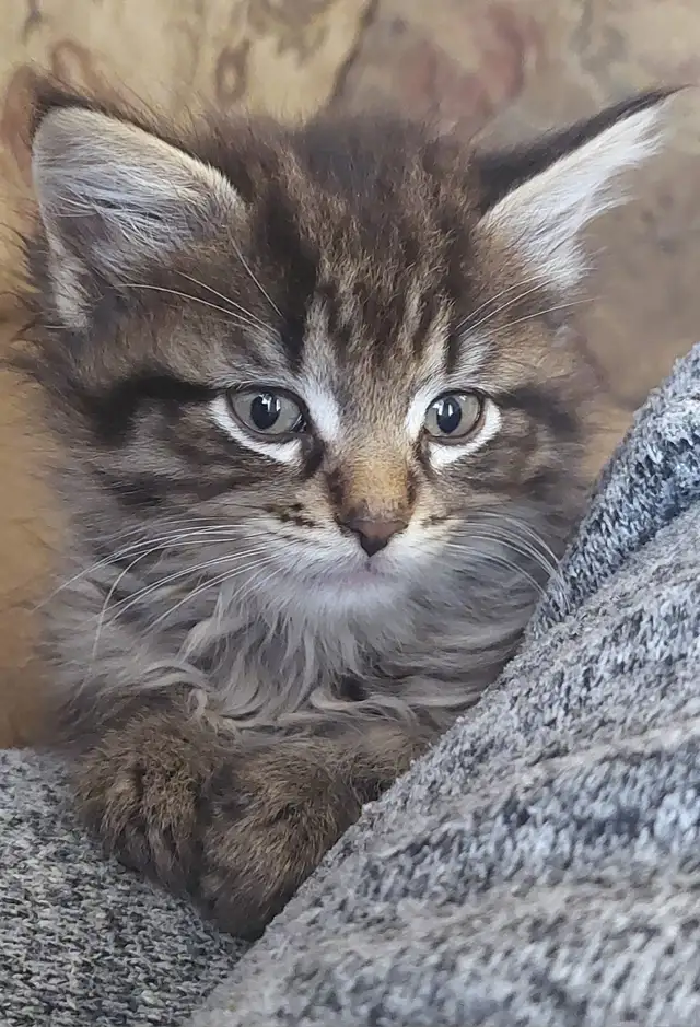 KITTENS Needing Forever Homes - Photo 3