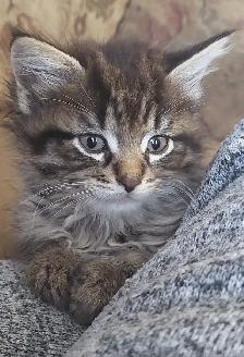 KITTENS Needing Forever Homes - Photo 3