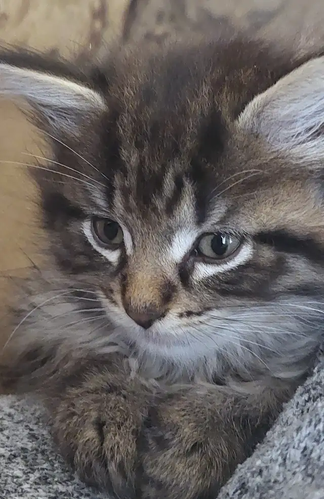 KITTENS Needing Forever Homes - Photo 4