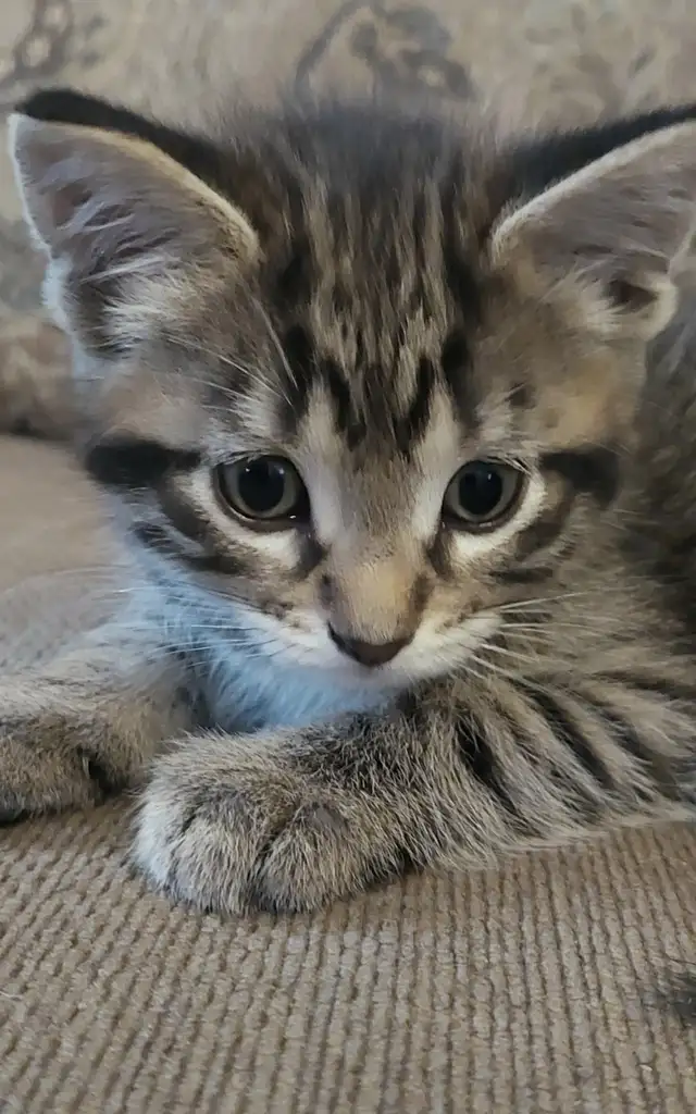 KITTENS Needing Forever Homes - Photo 5