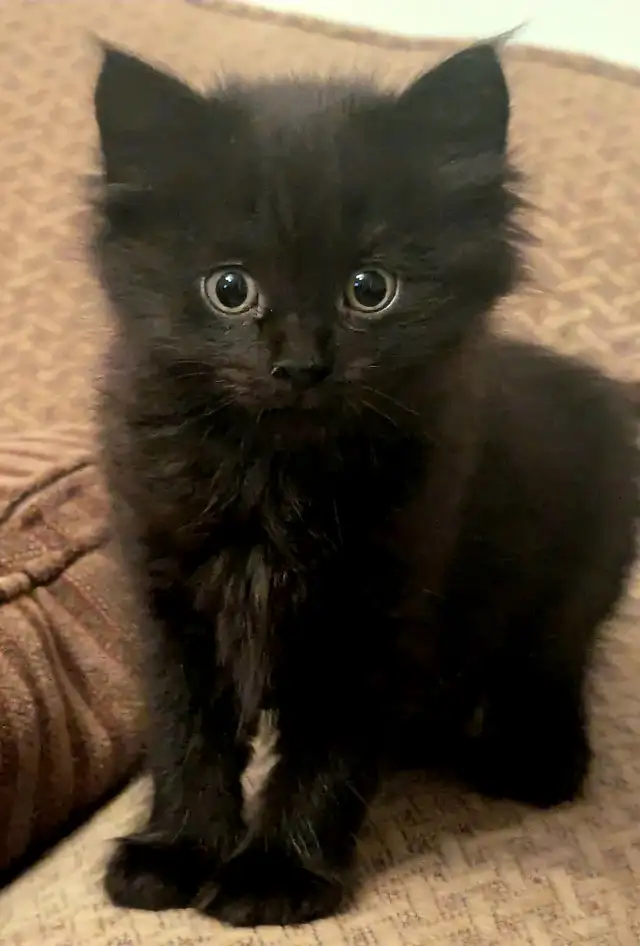 KITTENS Needing Forever Homes - Photo 6