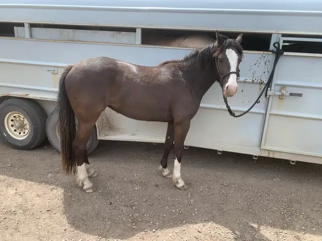 3 year old filly