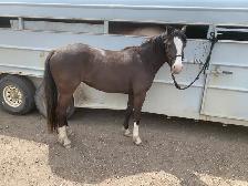 3 year old filly