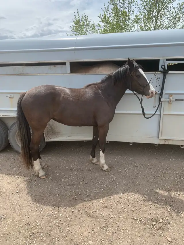 3 year old filly - Photo 2