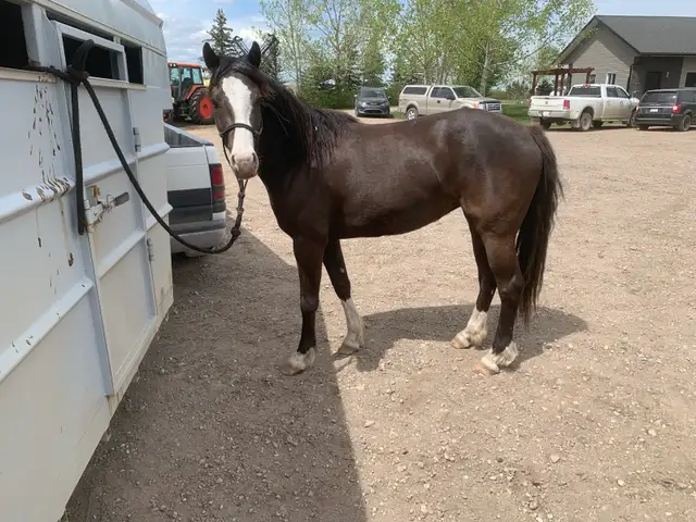 3 year old filly - Photo 3