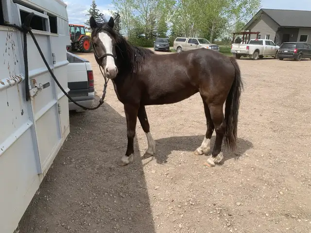 3 year old filly - Photo 4